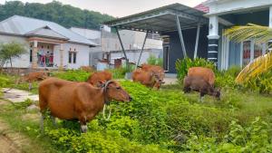 Άλλα ζώα σε αυτό το δωμάτιο σε οικογενειακή κατοικία ή στη γύρω περιοχή