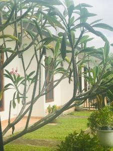 Κήπος έξω από το Raaju fisherman life resort +25 φωτογραφίες