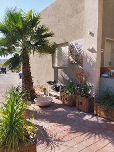 a palm tree in front of a building at Dekel Dom Baharava in Beʼer Ora