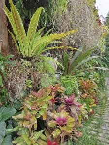 清迈Ouychai home stay resort的种植了多种不同植物的花园