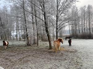 Άλλα ζώα σε αυτή η παραθεριστική κατοικία ή στη γύρω περιοχή
