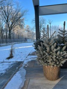 莫斯纳Domek Las&Luz Moszna BALIA的雪地人行道上的一盆植物