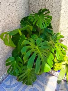 Zahrada ubytování El Caprichito a 200 metros de la playa!