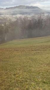 een groen veld met bomen en mist op de achtergrond bij Оселя тихої долини in Chërnaya Rechka