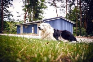 Huéspedes con una o varias mascotas en Gemütliches Ferienhaus für bis zu 4 Personen-Urlaub machen, wo der Weihnachtsmann zu Hause ist