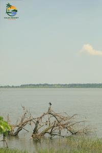 un pájaro posado en lo alto de una rama en el agua en Majik Resort Beach, en Busia