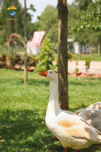 Un pato blanco parado junto a un árbol en Majik Resort Beach, en Busia