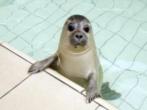 Zvířata v prázdninového domu nebo okolí