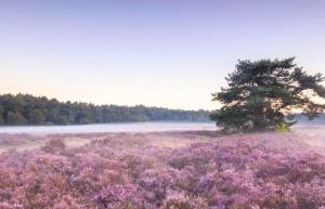 GeesbrugBosvilla Berk met een Jacuzzi的中间有一棵紫色花,中间有一棵树