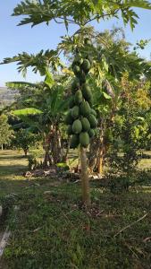 En have udenfor RATTHANATHON Farm