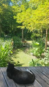 een zwarte kat die op een tafel in een tuin ligt bij El octógono in Tigre +8 foto's