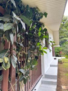 a house with a fence and a plant at Casa Mas in Escobal