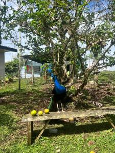 a peacock standing on a table with fruit on it at Cabinas los Jilgueros in San Vito +4 photos