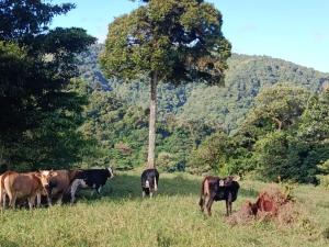 Zvířata v prázdninového domu nebo okolí