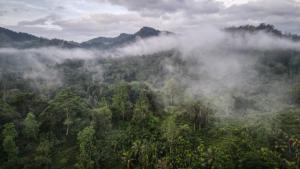 ein Wald voller Bäume in den Wolken in der Unterkunft Forest & Fields Sinharaja - In The Fields On The Edge in Deniyaya + 59 Fotos