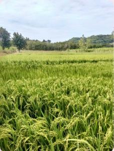 Φυσικό τοπίο κοντά σε αυτό το bed & breakfast