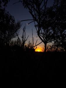 Colonia ChapadmalalAmoVertecasadeveraneo的树下的地里的日落