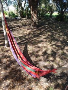 Colonia ChapadmalalAmoVertecasadeveraneo的公园里一棵树上的一个吊床