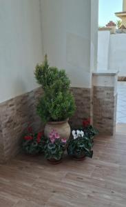 eine Gruppe von Pflanzen in Töpfen auf einem Boden in der Unterkunft Villa Rosaria Triscina di Selinunte in Triscina