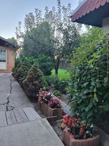 Zahrada ubytování Pensiunea VIS