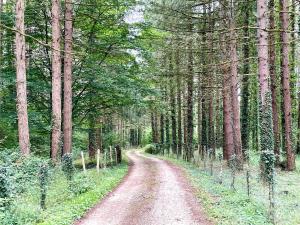 een onverharde weg door een bos met bomen bij Le clos des tirons in Chambon-sur-Cisse