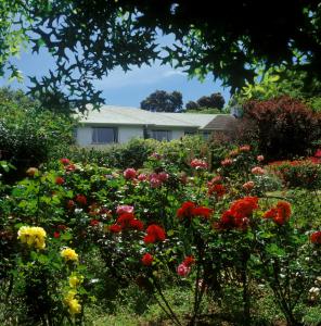 a garden of flowers in front of a house at Klein Bosheuwel Guest House in Cape Town