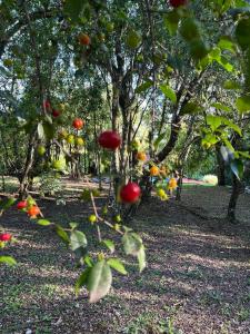 En have udenfor La Gloriosa eco house