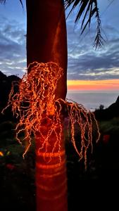 un albero con una serie di luci sopra di maderedocevida a Boaventura