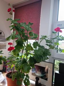 a plant with red flowers in a pot at Sapporoの実家 B&B Yoshida in Sapporo