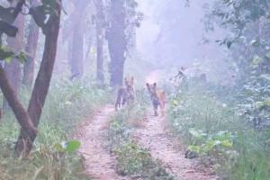 a group of people walking down a dirt road at Bardia Forest Camp in Bardia