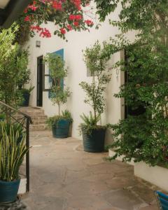 Κήπος έξω από το Hotel MariaBonita San Miguel de Allende