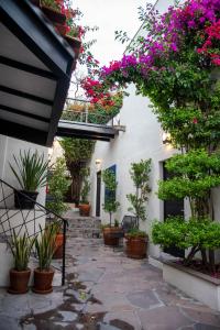 Κήπος έξω από το Hotel MariaBonita San Miguel de Allende
