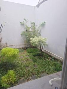un giardino con un piccolo albero accanto a un muro di Cluster Springwood a Pontianak Altre 2 foto
