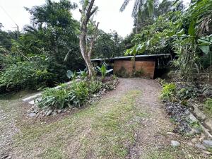a house in the middle of a forest at Cahuitas red frog house in Talamanca