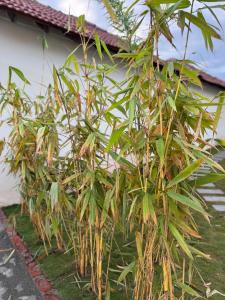 拉米斯瓦拉姆Road House Resort的建筑物前的一排竹子 更多2张照片