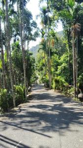 eine Straße mitten in einem Palmenwald in der Unterkunft Tribe Riverbank Campsite in Dawki