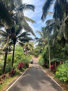 a street with palm trees and a dog on the road at Sujata Homestay in Queula