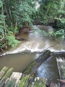 Ban Ni Khu Huรักษ์ธาร โฮมสเตย์的林中树木的溪水