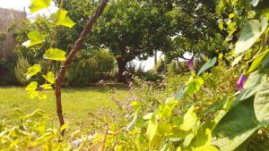Ein Garten an der Unterkunft Rooms Vjera