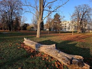 ein Ast, der in einem Park auf dem Boden liegt in der Unterkunft Sugar Apartment 41A in Trnava