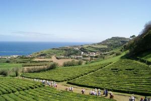 a group of people walking through a large green field at Ribeirinha House in Porto Formoso