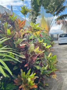 a group of plants in a yard with a car at Mira Apartments 2BR Apartment in Nadi Free Parking & WiFi in Nadi