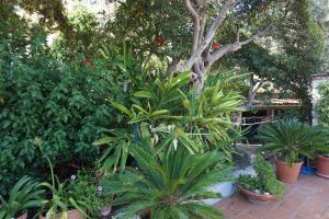 a garden with many plants and a tree at Taormina Garden Hotel in Taormina