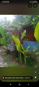 a screenshot of a home stay page with a plant at Bang Riss kee Home Stay4 in Ko Yao Noi