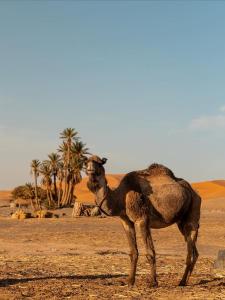 Φωτογραφία από το άλμπουμ του Sahara tarula camp σε Oulad Akkou +34 φωτογραφίες