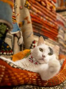 Φωτογραφία από το άλμπουμ του Sahara tarula camp σε Oulad Akkou