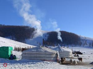 OngonNomadic home stay的雪地里有一群帐篷和羊。
