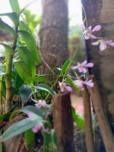 Un jardín fuera de Allan Guest Mirissa 6 fotos más