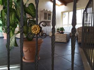 a plant in a large pot in a living room at Borgo di Santa Barbara in Santa Domenica
