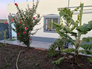 a house with a garden with flowers and a window at Dar diyafa kannoua in Tangier